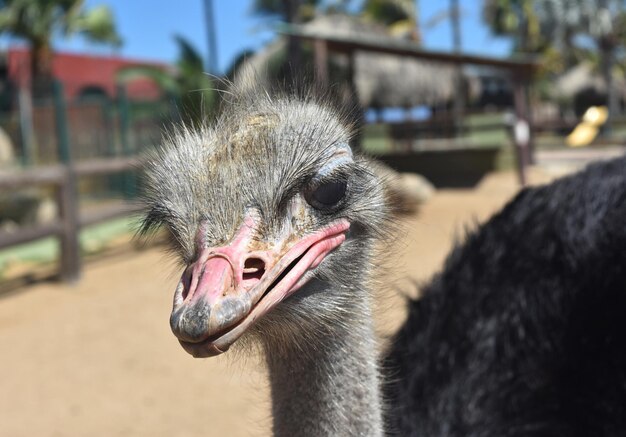 クローズアップで面白そうなダチョウ