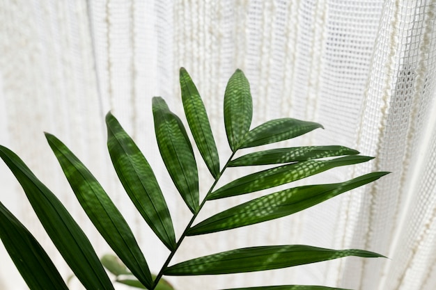 Бесплатное фото Дизайн интерьера с зеленым растением под высоким углом