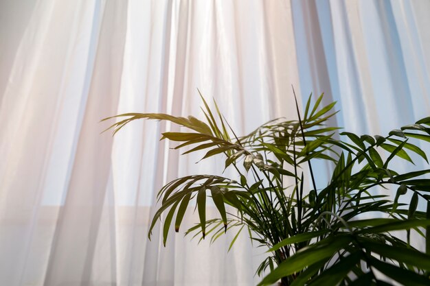 Interior design with green plant low angle