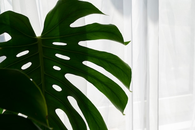 Interior design with monstera leaf