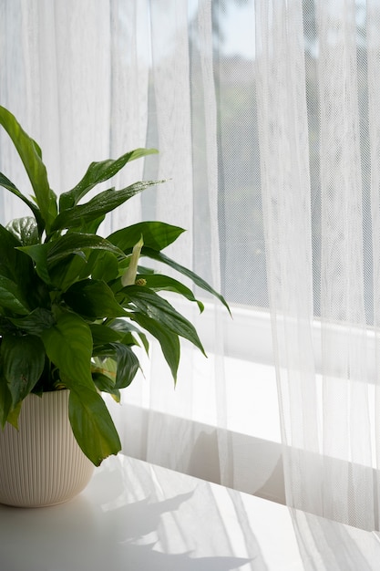 Foto gratuita design d'interni con pianta vicino alla finestra