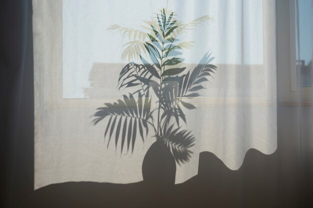 Interior design with plant shadow front view