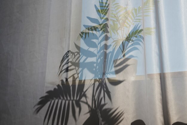 Interior design with plant shadow low angle