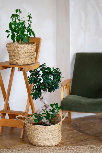 Interior room decor with potted plants