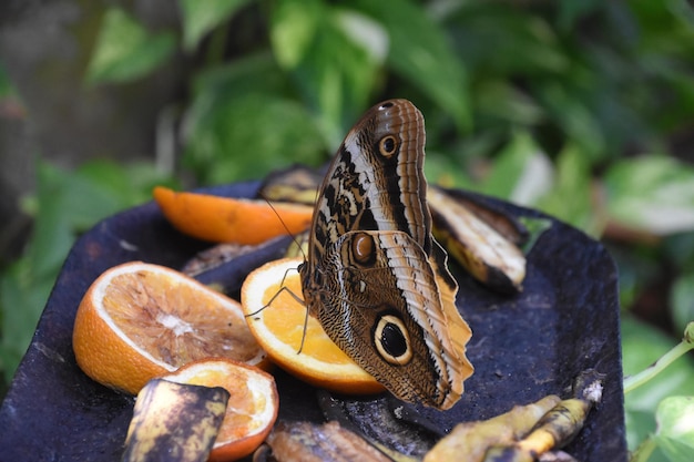 Intricate design on the wings of a barn owl butterfly on old fruit