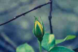 Free photo invitation love glamour sunshine bud