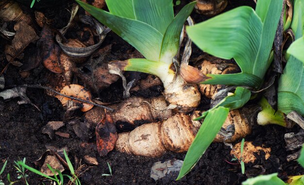 Iris flower root in the summer garden, close up.