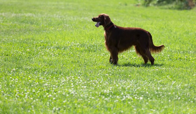 Irish Setter  on grass