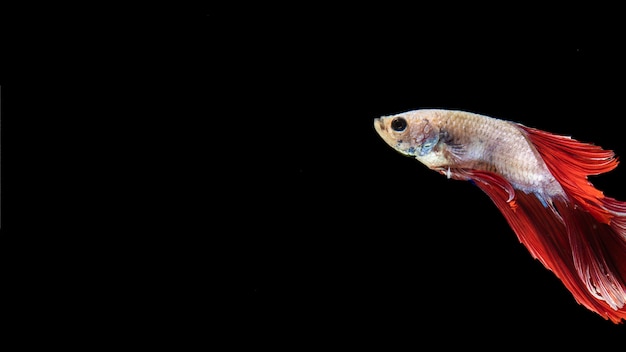 Isolated betta fish with tail swimming and copy space