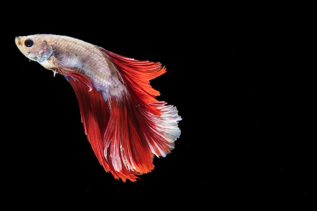 Isolated betta fish with tail swimming