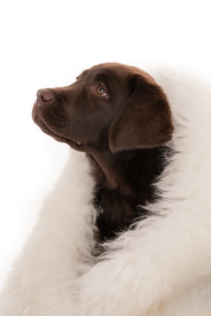 Isolated closeup shot of chocolate labrador retriever puppy wrapped in white sheepskin looking left