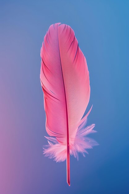 Isolated feather in studio