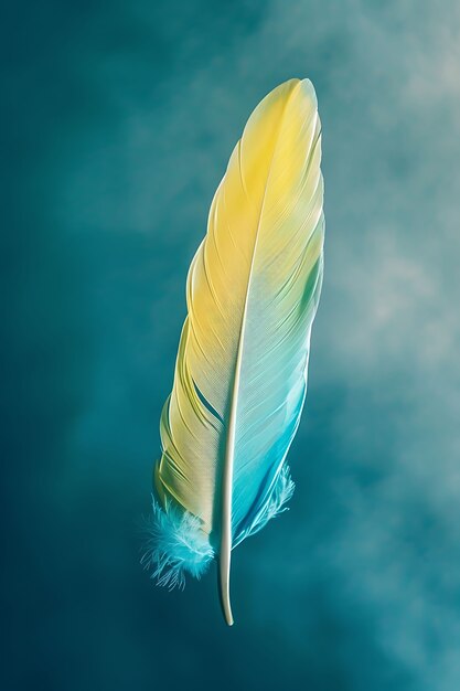 Isolated feather in studio