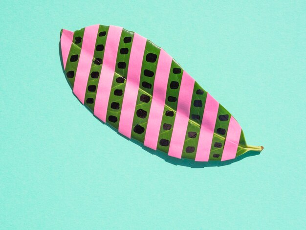 Isolated ficus leaf with pink stripes on blue background