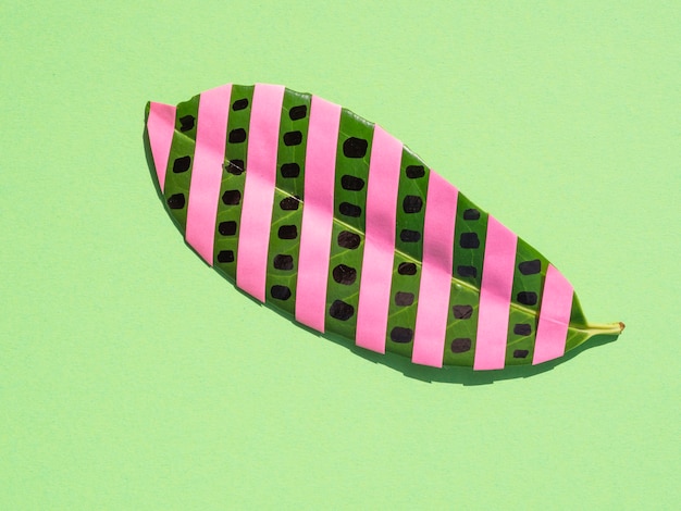 Isolated ficus leaf with pink stripes on green background