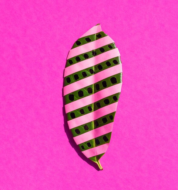 Isolated ficus leaf with pink stripes and pink background