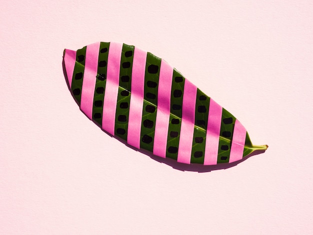 Isolated ficus leaf with pink stripes