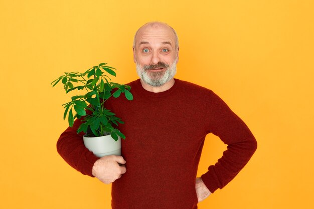 집에서 식물을 돌보는 녹색 잎 관엽 식물을 들고 노란색 배경에 대해 포즈 니트 스웨터를 입고 재미 감정적 대머리 수염 남성 연금의 고립 된 이미지