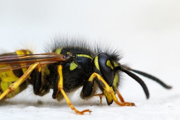 Isolated macro shot of a paper wasp