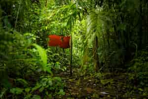 Free photo isolated red flag in forest