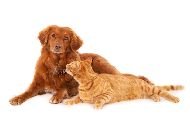 Isolated shot of ginger cat looking at Retriever dog looking at the camera on white surface