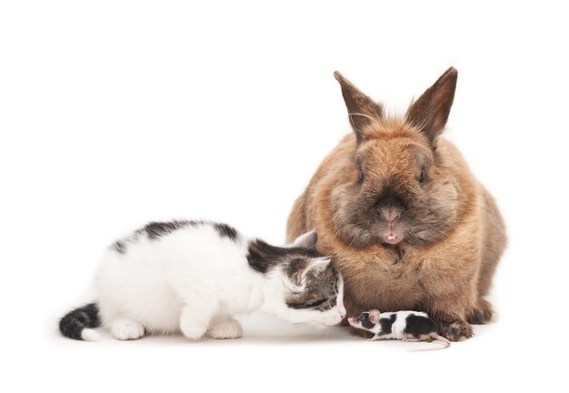 うさぎ 写真 2 000 高画質の無料ストックフォト