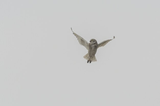 Isolated shot of an owl maneuvring