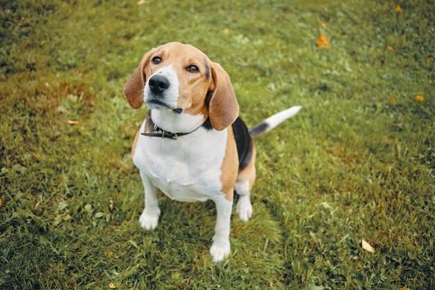 Isolated top view picture of cute beagle dog playing on green grass outdoors in park on sunny day, looking up attentively, waiting for command from its owner. Adorable tricolor puppy on walk