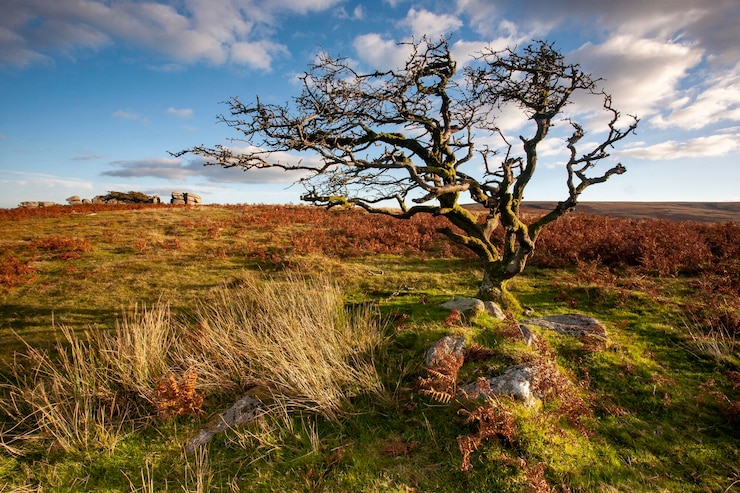 Free Photo isolated tree on the savannah