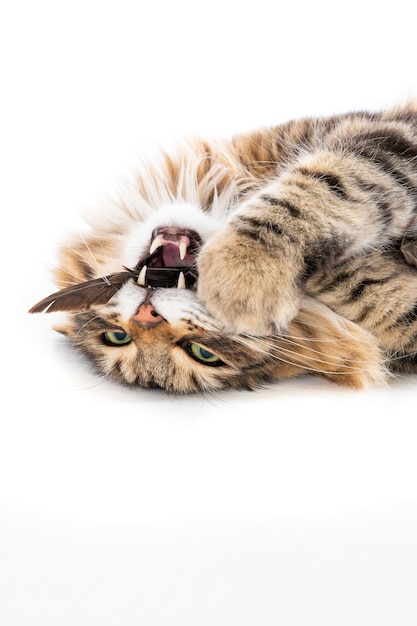 Isolated vertical closeup of a long-haired tabby cat lying down holding a bird's feather in mouth