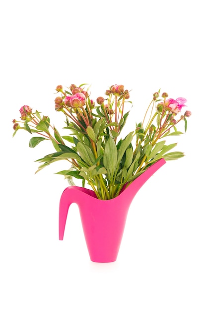 Isolated vertical  of pink roses in a pink plastic vase in front of a white wall