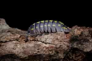 Free photo isopod armadillidium vulgare closeup armadillidium vulgare on wood