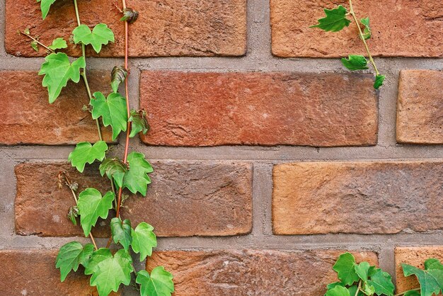 古い赤レンガの壁にツタの枝装飾用の観葉植物で自宅やスタジオの背景にスペースを飾るための水平フレームのアイデア