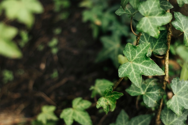 Ivy foliage background macro shot