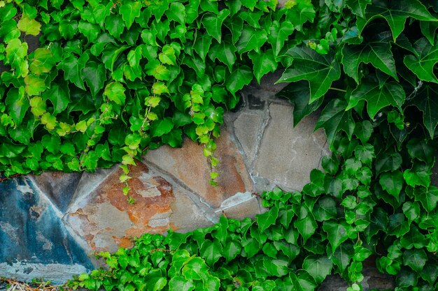 Ivy on the stone wall. background and place for text. greenery on a stone background