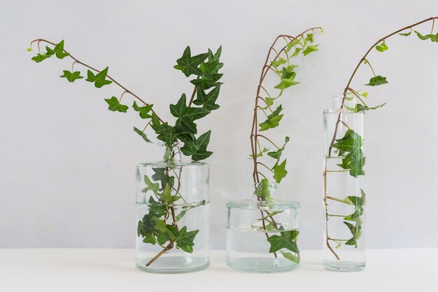 Ivy in three different types on glass vase against white background