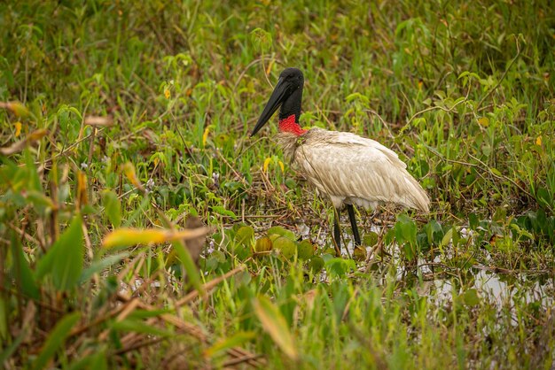 Аист Jabiru в заболоченных местах красивого бразильского Пантанала Красивая и очень большая птица в Южной Америке Jabiru mycteria Природа среда обитания картина