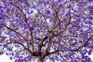 Бесплатное фото Дерево фиолетового цвета джакаранды