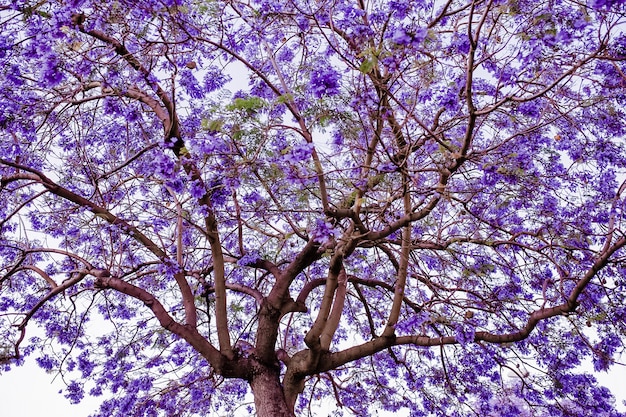 紫の花のジャカランダの木