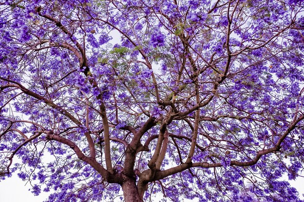 보라색 꽃의 능소화 나무