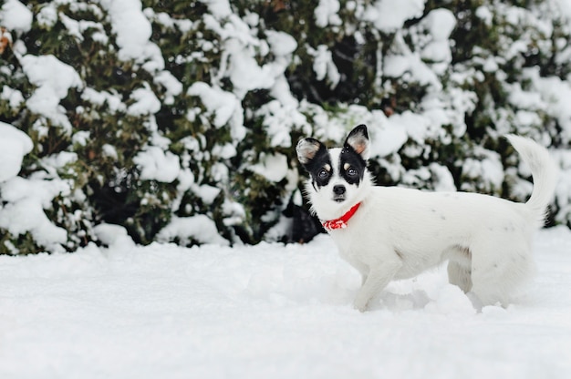 Джек рассел пес в снегу
