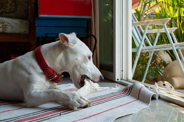 かわいいラブラドールレトリーバーの子犬は 草原で大きな骨を噛んで プレミアム写真 かわいいラブラドールレトリーバーの子犬は 草原で大きな骨を噛んで プレミアム写真
