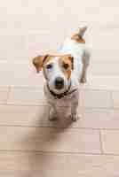 Free photo jack russell terrier at home