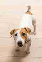 Free photo jack russell terrier at home