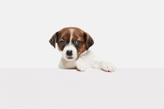 잭 러셀 테리어 작은 강아지 plying, 흰 벽에 고립 된 포즈. 애완 동물의 사랑, 재미있는 감정 개념. 광고 Copyspace입니다. 귀여운 포즈.