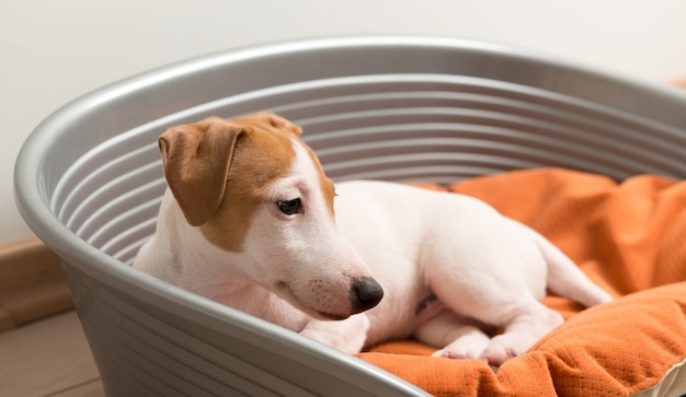 Free photo jack russell terrier lying on dog bed