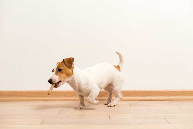 ジャックラッセルテリアの子犬