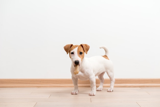 Cucciolo di jack russell terrier