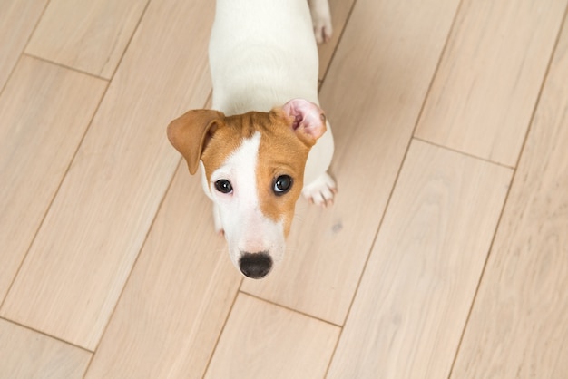 ジャックラッセルテリアの子犬