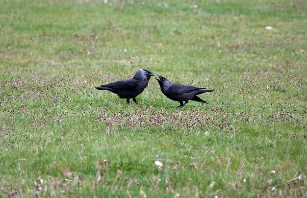 Jackdaw parent feeding its baby on a field of grass